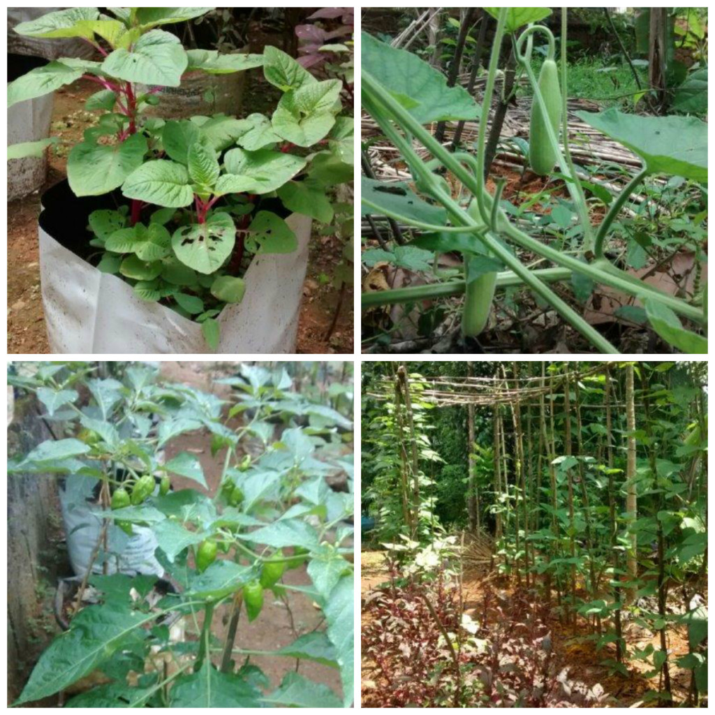 Girish kumar vegetable garden